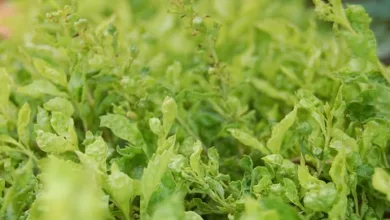 Die besten Kryptos von 2025: Chancen vor dem nächsten Boom