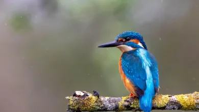 Crypto King aus Kentucky im Fokus eines Entführungsfalls