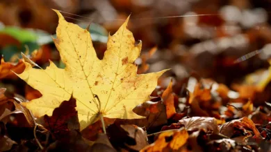 Vorzeichen des Wandels: Bitcoin-Dominanz auf 35% gefallen