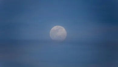 Steigende Krypto-Chancen: Bitcoin Penguins übertrifft Bio Protocol