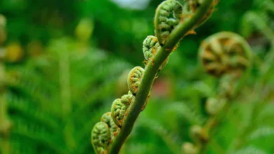 Tokenisierung in Paraguay: Chancen für lokale Gemeinschaften