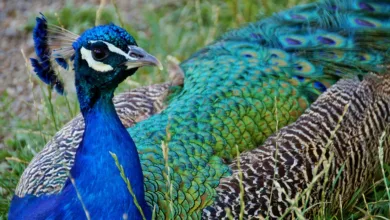 Ethereum über 4.200 $: Bleibt der Kurs stabil oder nicht?