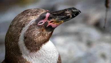 PENGU-Kurs bricht ein: Pudgy Penguins im NFT-Dilemma