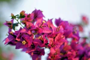 Remittix: Ein neues Kapitel für globale Krypto-Zahlungen