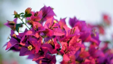 Remittix: Ein neues Kapitel für globale Krypto-Zahlungen