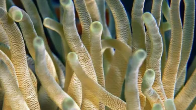 Reef und Alchemy Pay: $REEF Tokens für alle zugänglich