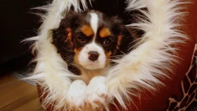 Die besten Krypto-Wettseiten 2025: Spartans führt das Feld an