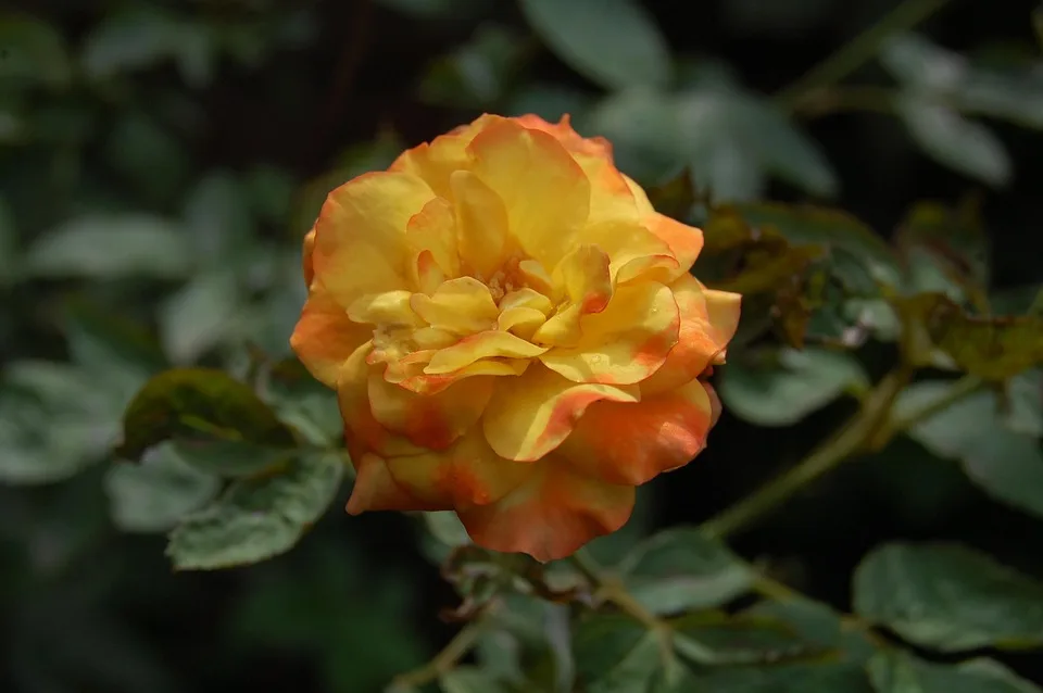 Die besten Online-Casinos für einen verantwortungsvollen Spaß