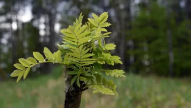 Bitcoin und Ethereum steigen: Marktoptimismus wächst in der Region