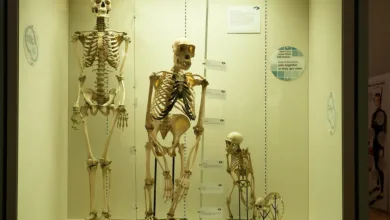 Klimafreundliche Krypto: Bitcoin und Ethereum im Vergleich