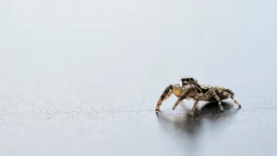 Bitcoin-Volatilität steigt: Marktbedingungen im Blick behalten