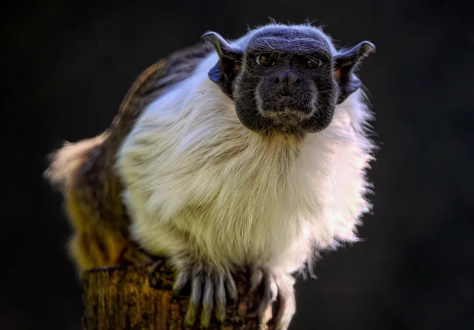 Brasilianische Gesetzgeber diskutieren Bitcoin-Reservepläne