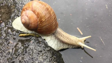 Remittix: Die nächste große Chance im Krypto-Markt