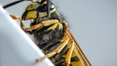 Kryptomarkt im Umbruch: Bitcoin und Ethereum im Fokus