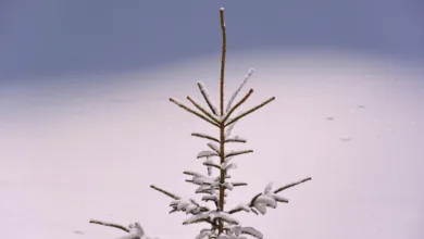 Steigender $APEX: Chancen und Risiken für lokale Trader