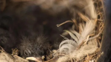 Volatile Woche für Ethereum-ETFs: BlackRock auf Erfolgskurs