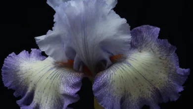 Wachsende Konkurrenz im Stablecoin-Sektor: USDD etabliert sich