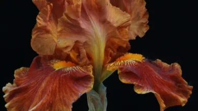 Datenpanne bei Crypto.com sorgt für wachsende Skepsisutzer