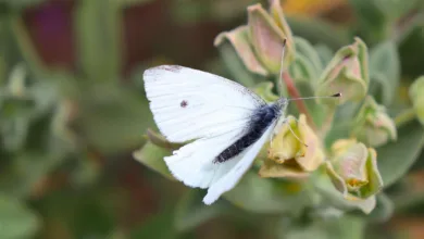 Sammler aufgepasst: die neue Crypto Stamp ist da