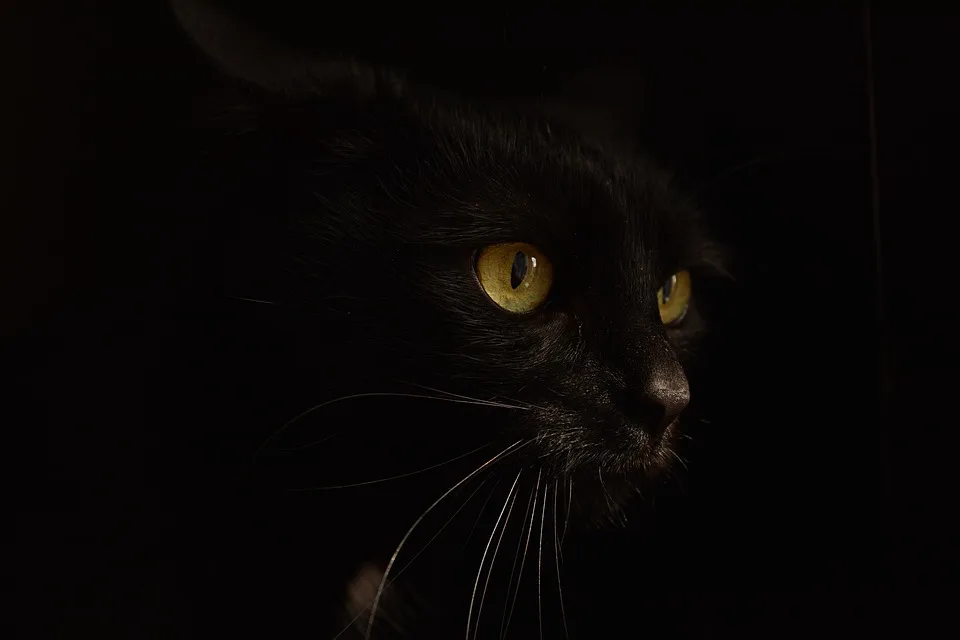 Trump und die Krypto-Welt: Eine interessante Verbindung