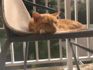 Sui-Krypto legt zu: Kursentwicklung sorgt für Hoffnung