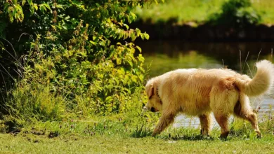 Investment in Trumps Krypto-Imperium: Chancen und Risiken