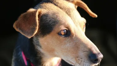 BlockchainFX: Die beste Krypto-Vorverkaufschance 2025