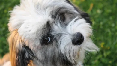 WLFI-Listing auf Binance: Ein Blick auf den Marktstart