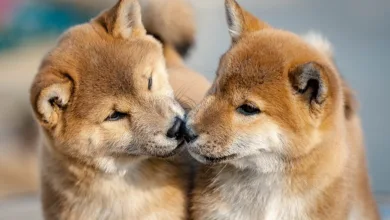 Dogecoin vs. Shiba Inu: Wer hat die besseren Aussichten?