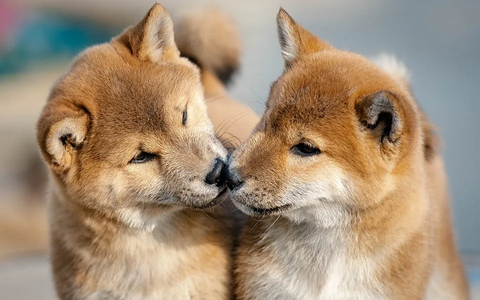 Dogecoin vs. Shiba Inu: Wer hat die besseren Aussichten?