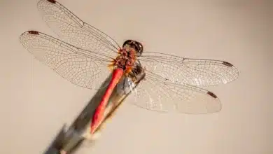 Bitcoin im Fokus: Zinssenkung und ETF-Zuflüsse entscheidend