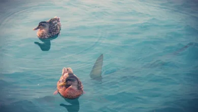 Kryptos in Gefahr: Bislang größter npm-Hack entdeckt