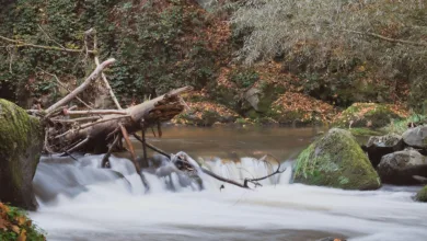 Solana Kurs im Aufwind: Institutionelle Käufe beleben den Hype