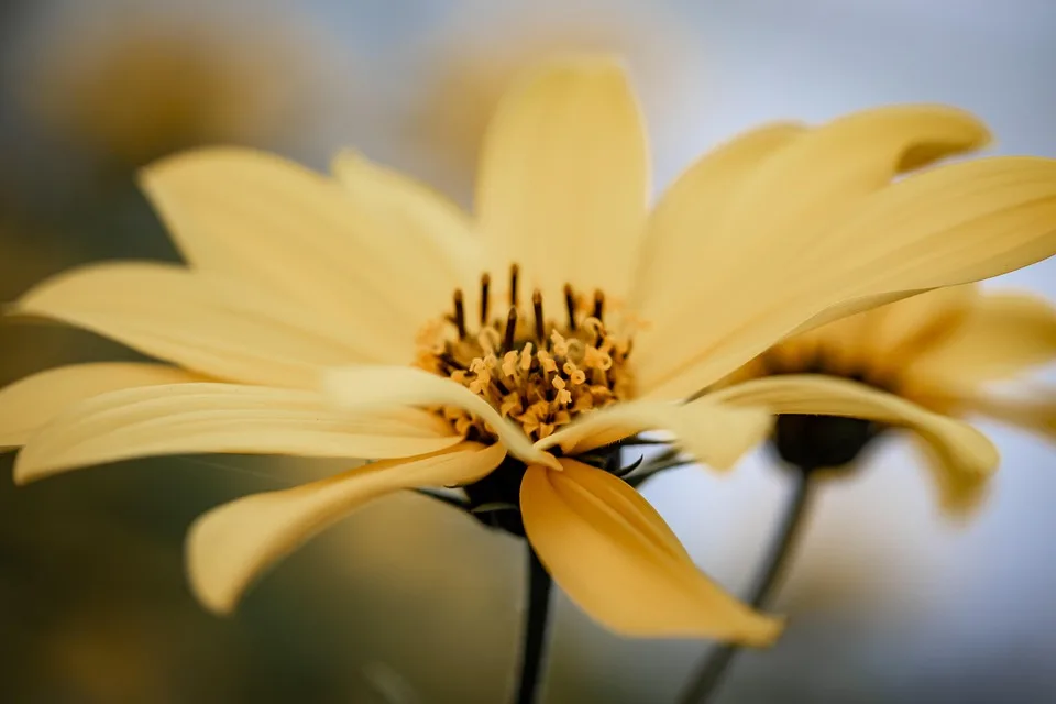 Tether plant Investitionen in Goldminen zur Diversifikation