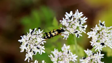 Fed-Politik und XRP: Ein Balanceakt zwischen Zinsen und Kursen