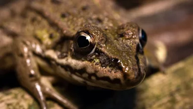 Krypto-Raubüberfälle: Alarmierende Zunahme in Frankreich