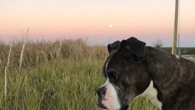 Die besten Crypto Casinos im August 2025 für lokale Spieler