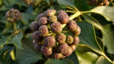 Hedera HBAR: ETF-Entscheidung bringt neue Preisprognosen