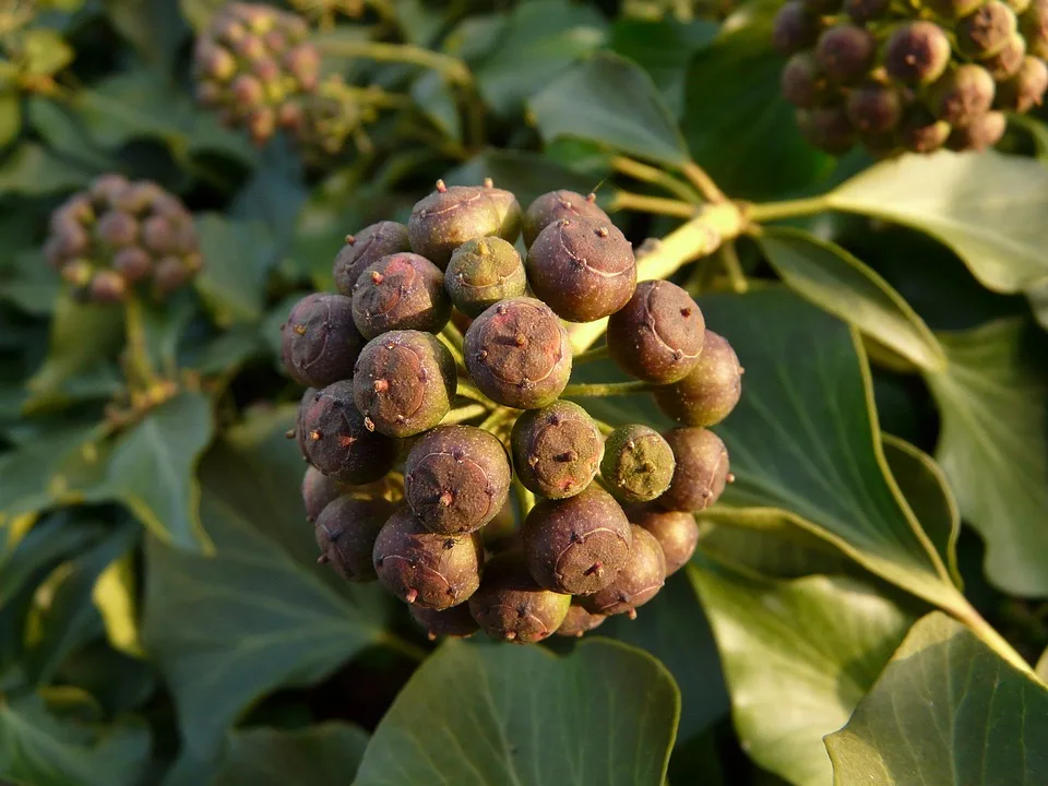 Hedera HBAR: ETF-Entscheidung bringt neue Preisprognosen