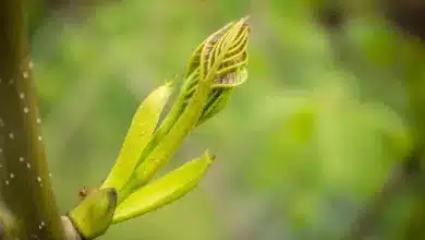 Erster multidimensionaler Krypto-Fonds von Grayscale genehmigt