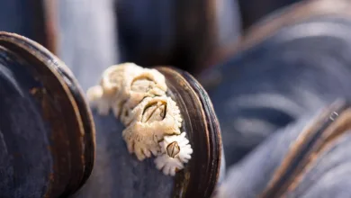 Blockstocks im Aufschwung: Neue Chancen für Anleger in der Region