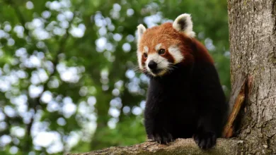 Pudgy Pandas: Investorenströme und Chancen während KBW