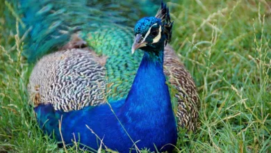 XRP: Entscheidet sich der Kurs zwischen Boom und Rückgang?