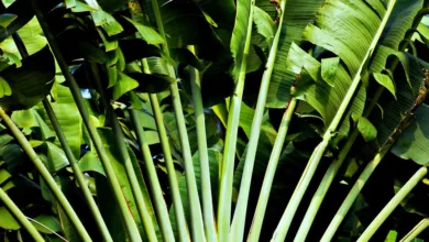 Grüne Energie und Bitcoin: Nachhaltigkeit im Mining fördern