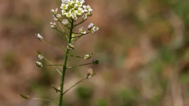 Staatsanleihen und Stablecoins: Ein neues Finanzspiel der USA