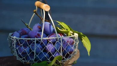 Krypto-Trends im Fokus: Der 21Shares Crypto Basket 10 ETP