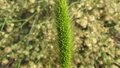 Bitcoin versus XRP: Welche Kryptowährung überzeugt langfristig?