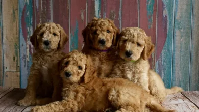 Die besten Crypto Casinos 2025: Sicherheit und Vielfalt entdecken