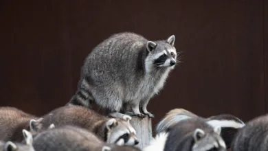 Seazen Group: Blockchain-Tokenisierung für Immobilien in Sicht