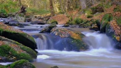 Shiba Inu Kurs: Zinssenkung bringt neue Hoffnung für Anleger